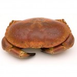 Live Crab Cancer Pagurus