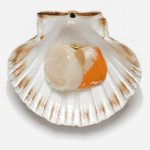 clam with scallop