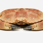 female crab-004