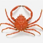 spider crab